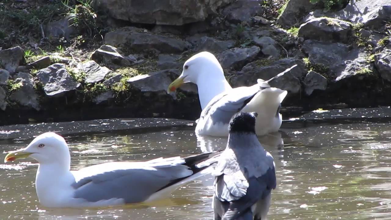 Wrona siwa    Corvus corone