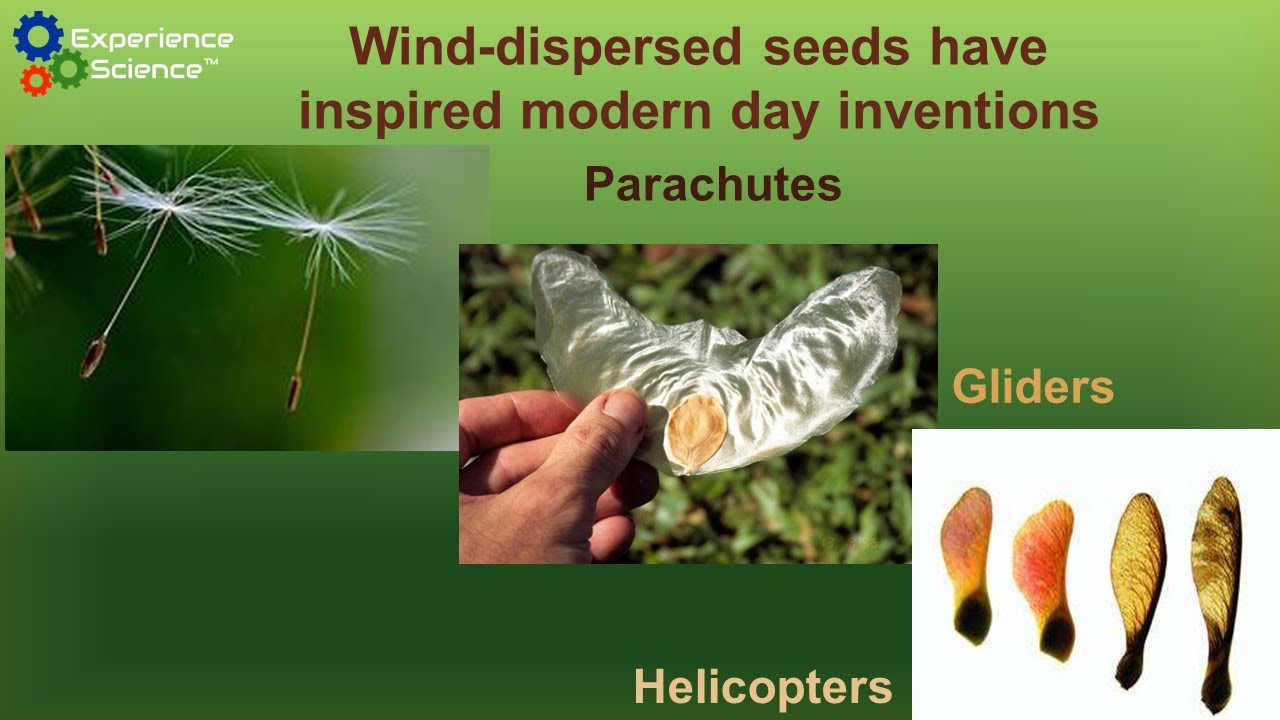 Biomimicry of Wind-Dispersed Seeds