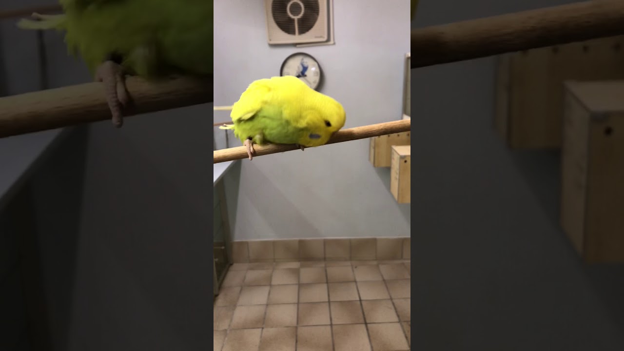 Wellensittich lernt Balance auf der Sitzstange