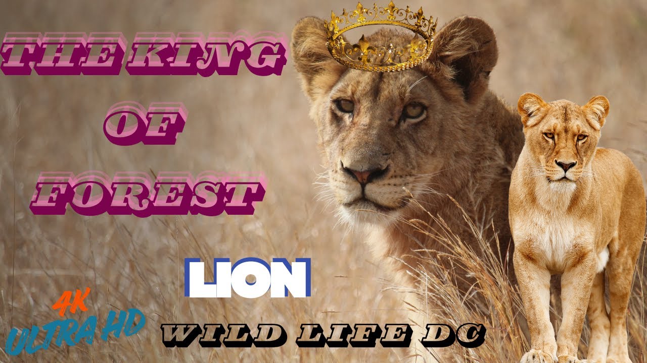 The Lion’s Kingdom | Real Wildlife Moments in 4K