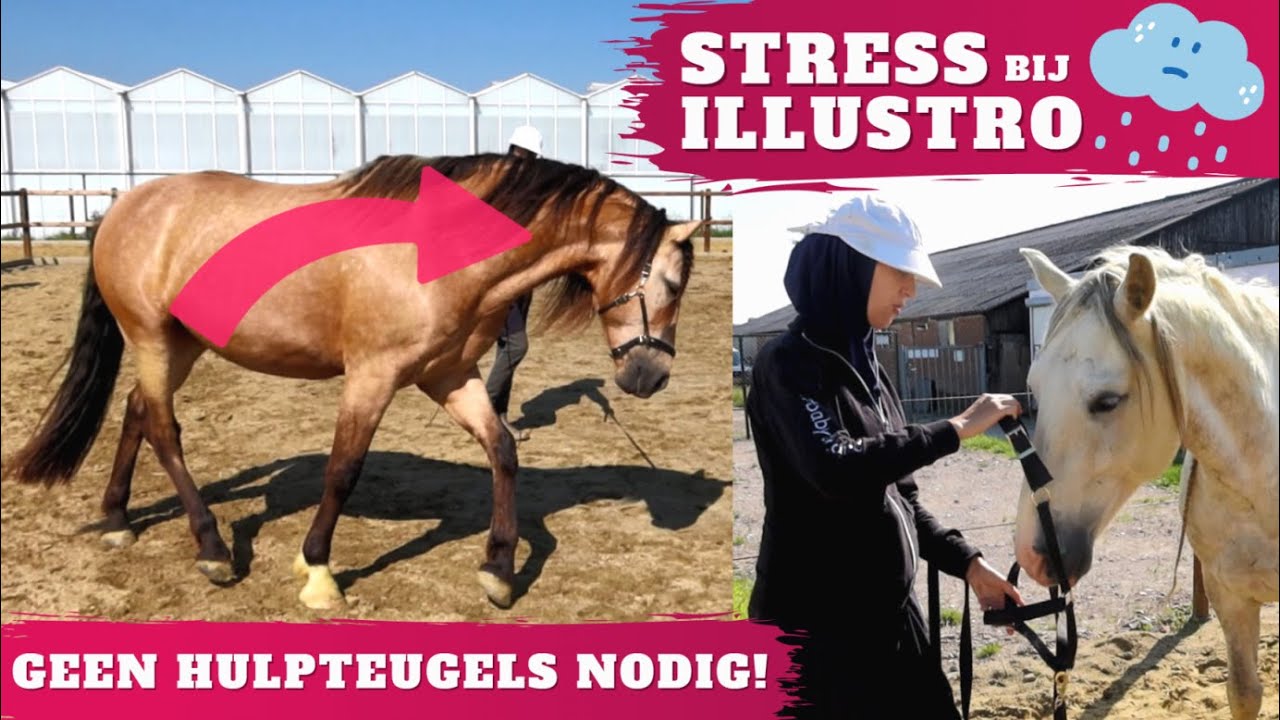 Zonder hulpteugels longeren + Tuintour 🌻 | DAGVLOG | 𝘚𝘯𝘶𝘪𝘵𝘢𝘣𝘭𝘦