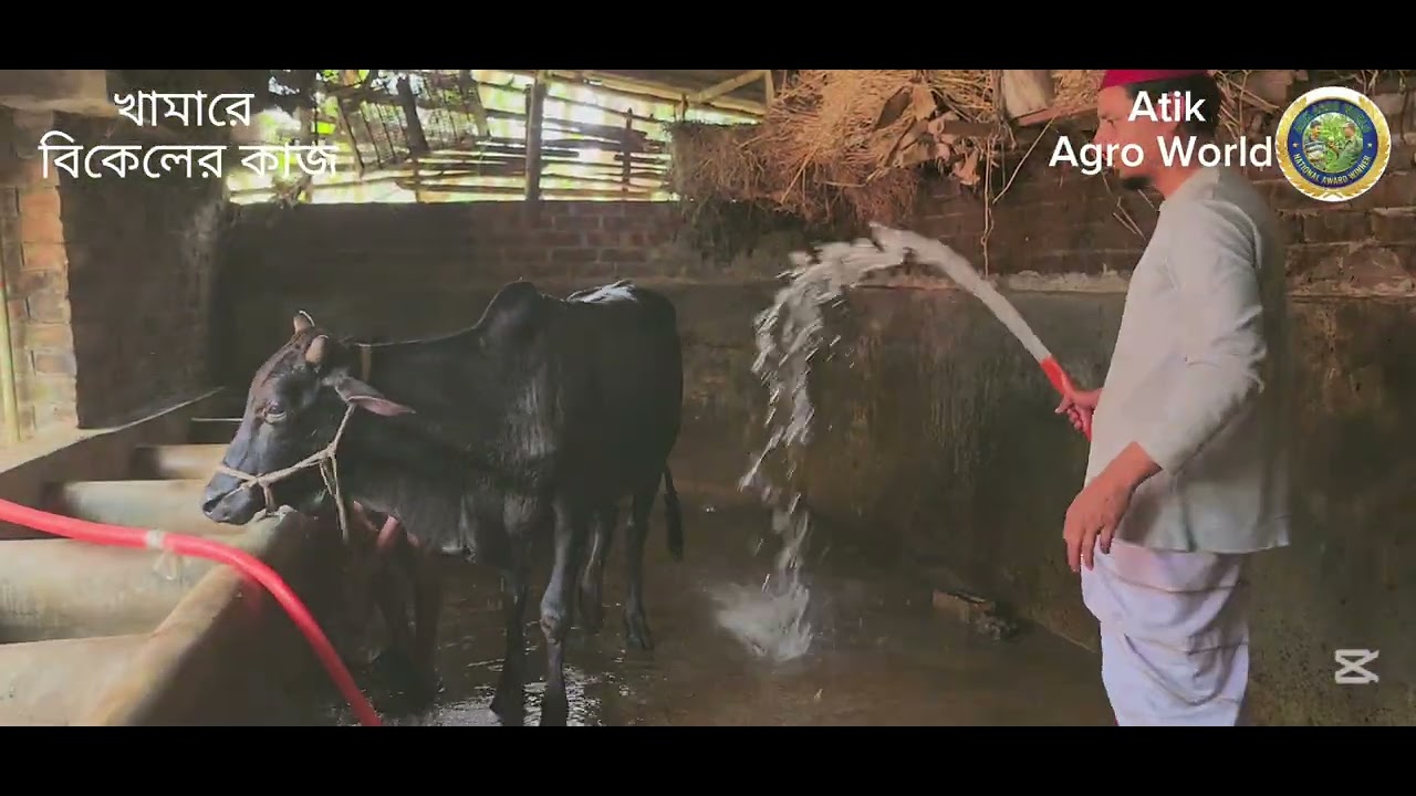  বিকেলে গরুর খামারে যে কাজ করি Atik Agro World 