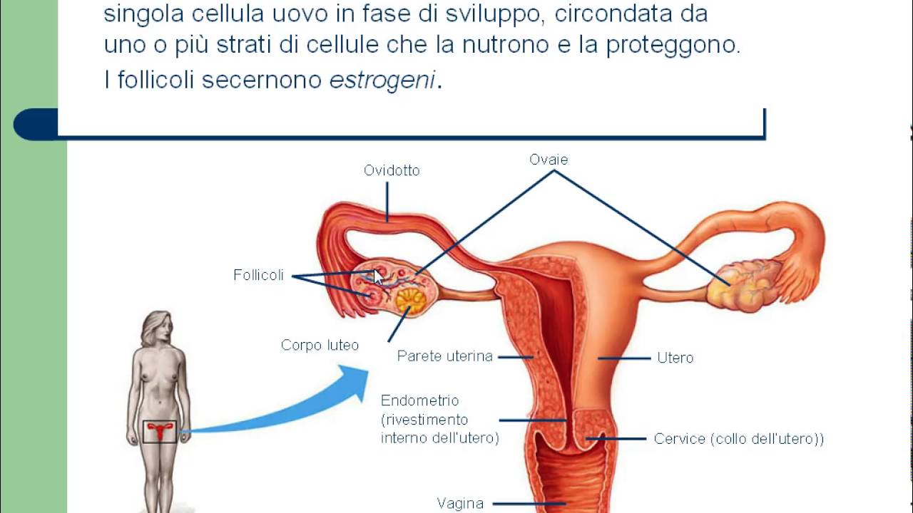 apparato riproduttore
