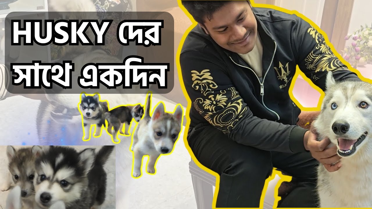 A day with the Huskies | Adorable Husky Puppies for Sale in Bangladesh