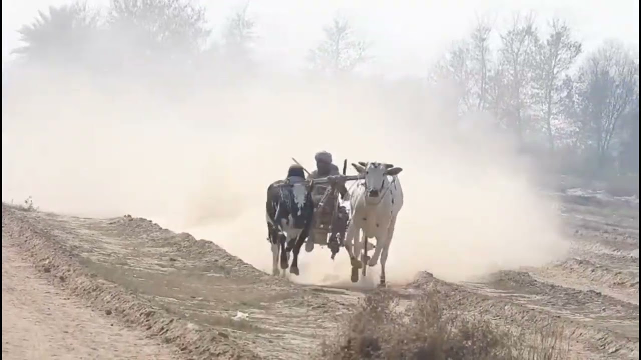 Sunday, February 15, 2026 Annual Biharan Mela All Pakistan Chuga Jawan Bull Cart Race 