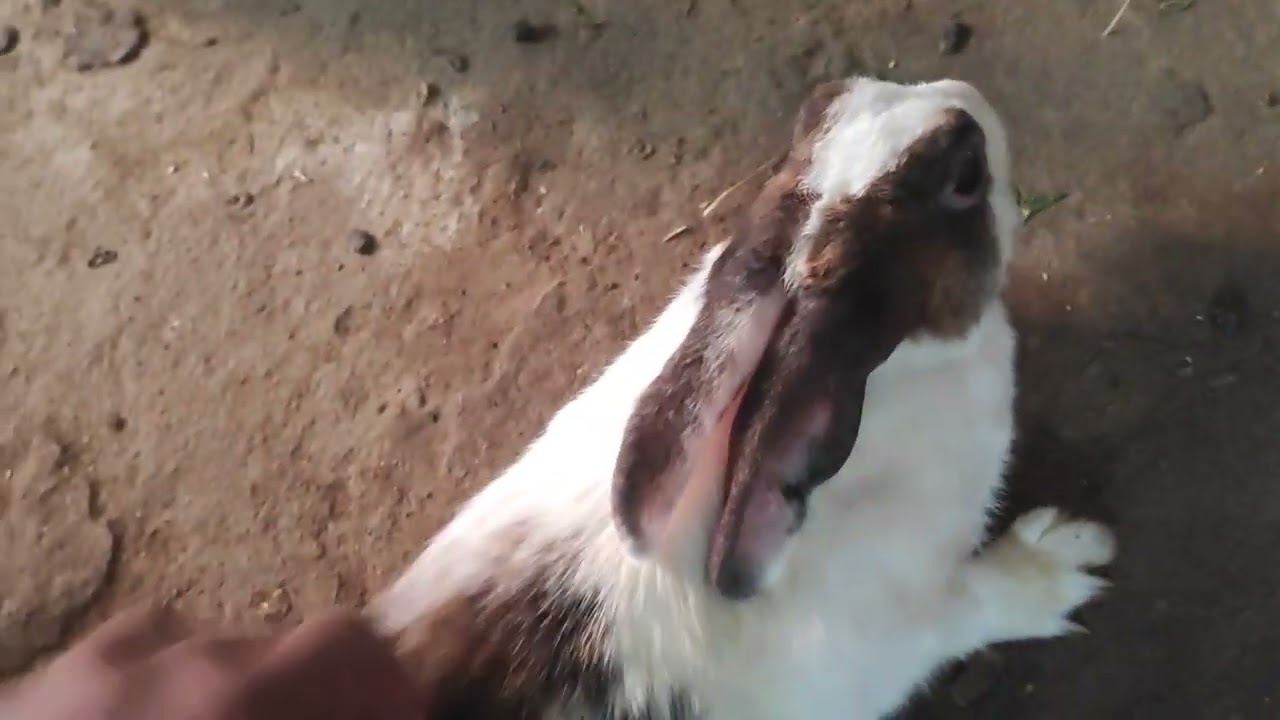 Goat, Rabbit & Bajra Bird Farming একসাথে | Low Investment High Profit Farming Business