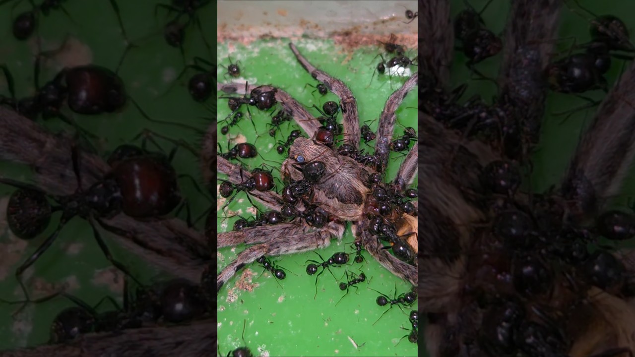 Je donne ma plus grande araignée aux messor barbarus [Partie 2]