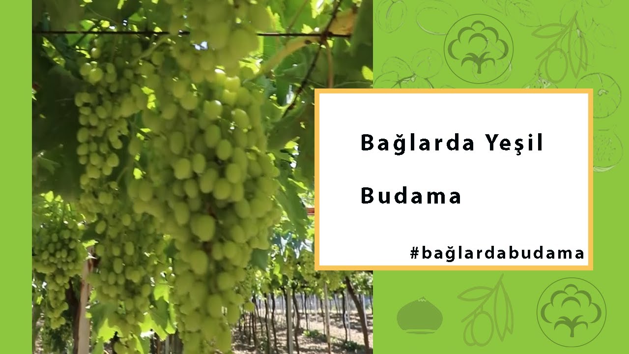 Bağlarda Yeşil Budama