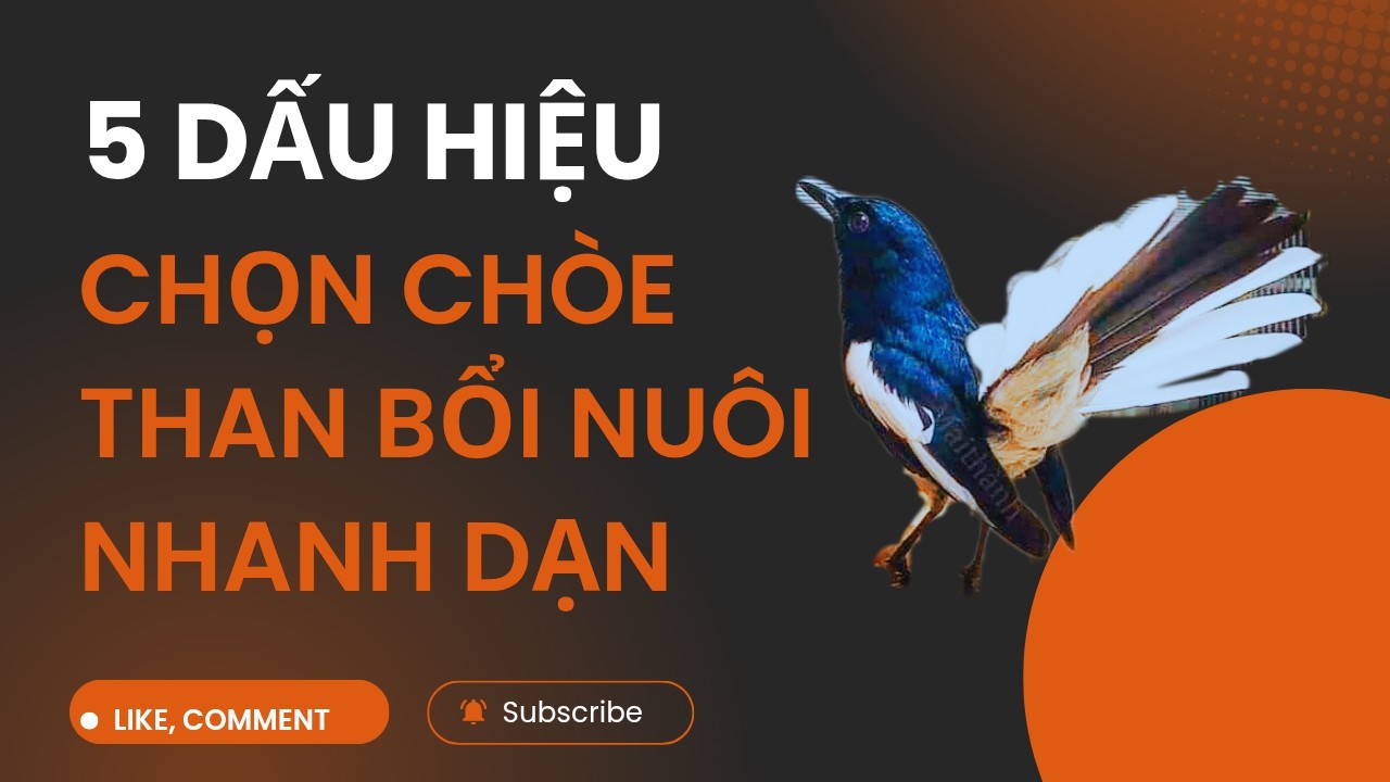 Sai Lầm Khi Chọn Chòe Than Bổi Khiến Nuôi Mãi Không Thuần