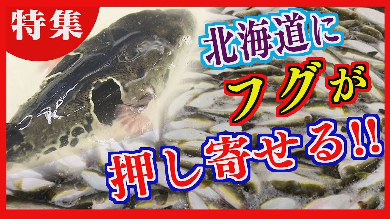 北海道の海に大量のフグ　漁獲量が急増　フルコースを堪能　海水温上昇が原因か