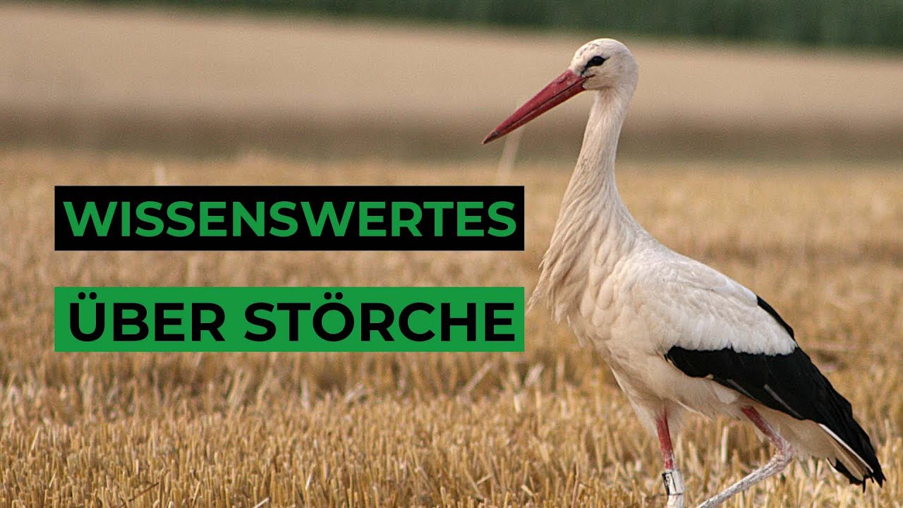 13 spannende Fakten &uuml;ber St&ouml;rche