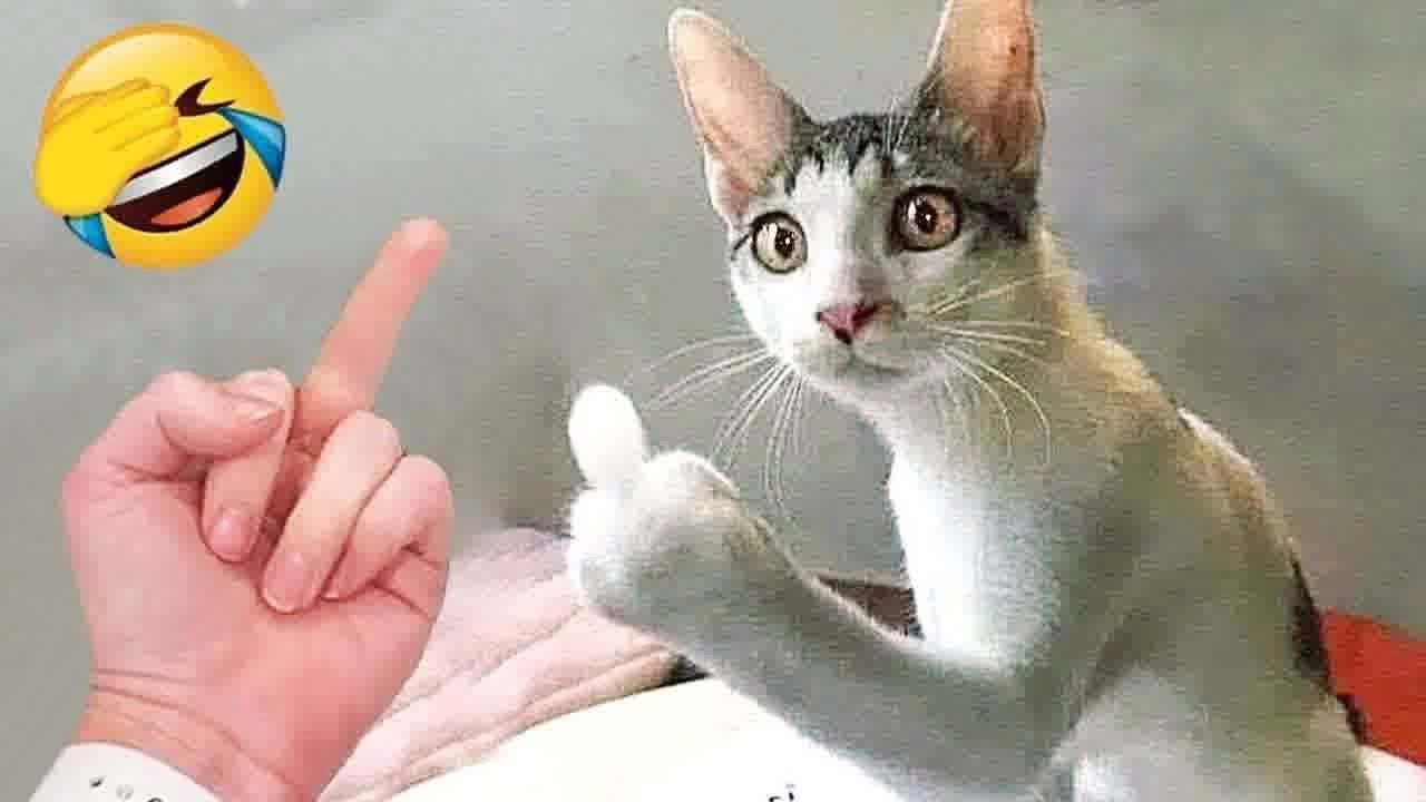 Подготовьтесь к взрыву смеха с этими забавными животными 😂