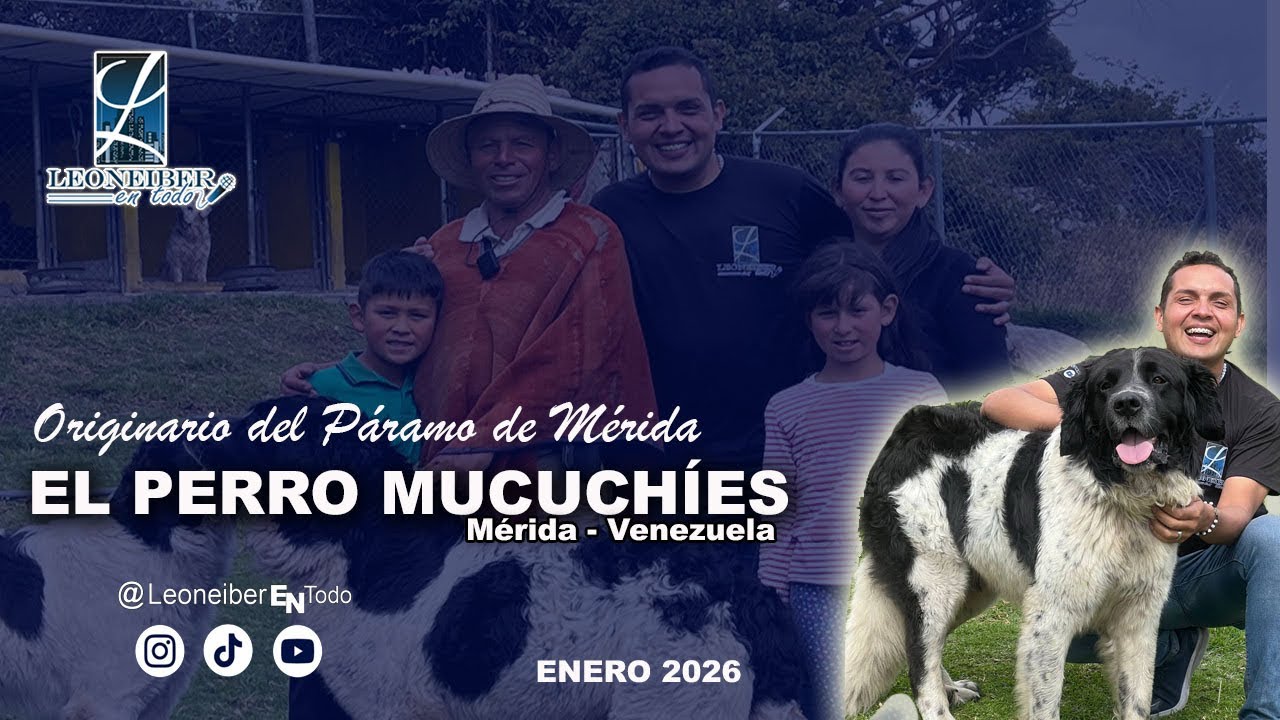 El Perro MUCUCHÍES; Originario del Páramo de Mérida. 