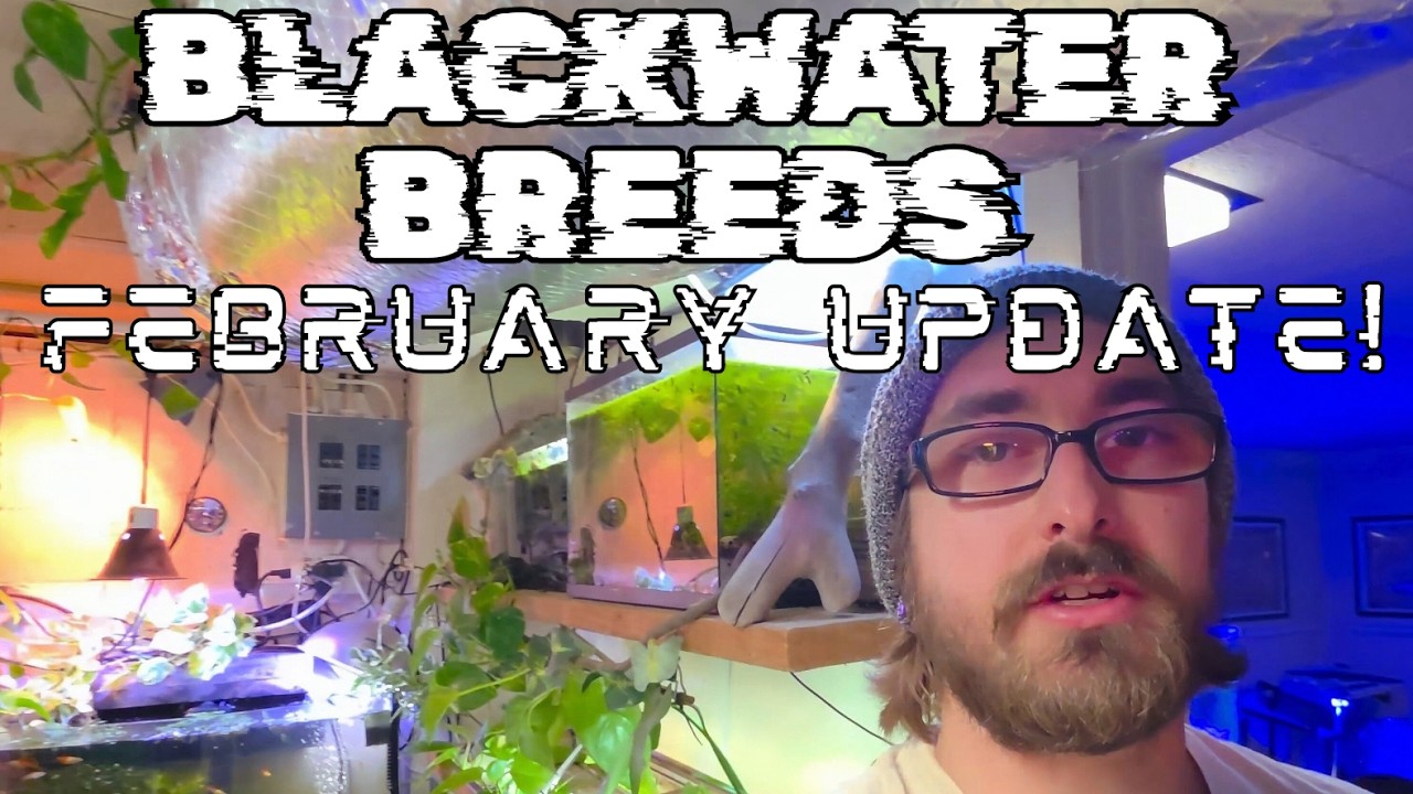BLACKWATER BREEDS UPDATE!! Changes, Additions & More!