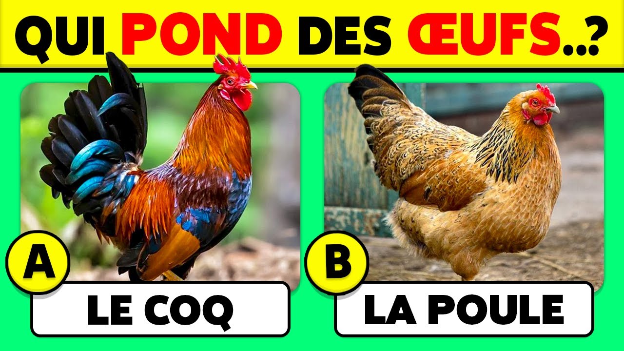 Connais-tu les ANIMAUX...? 🦁🦓🐳 45 Questions de CULTURE G&Eacute;N&Eacute;RALE sur les Animaux ✅