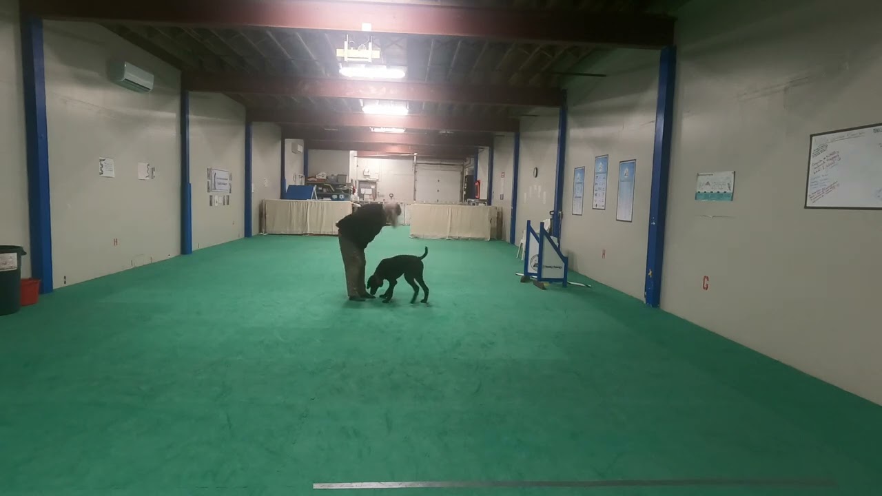 Dot + Behaviours; Foot + Behaviours Merlin March 5, 2026