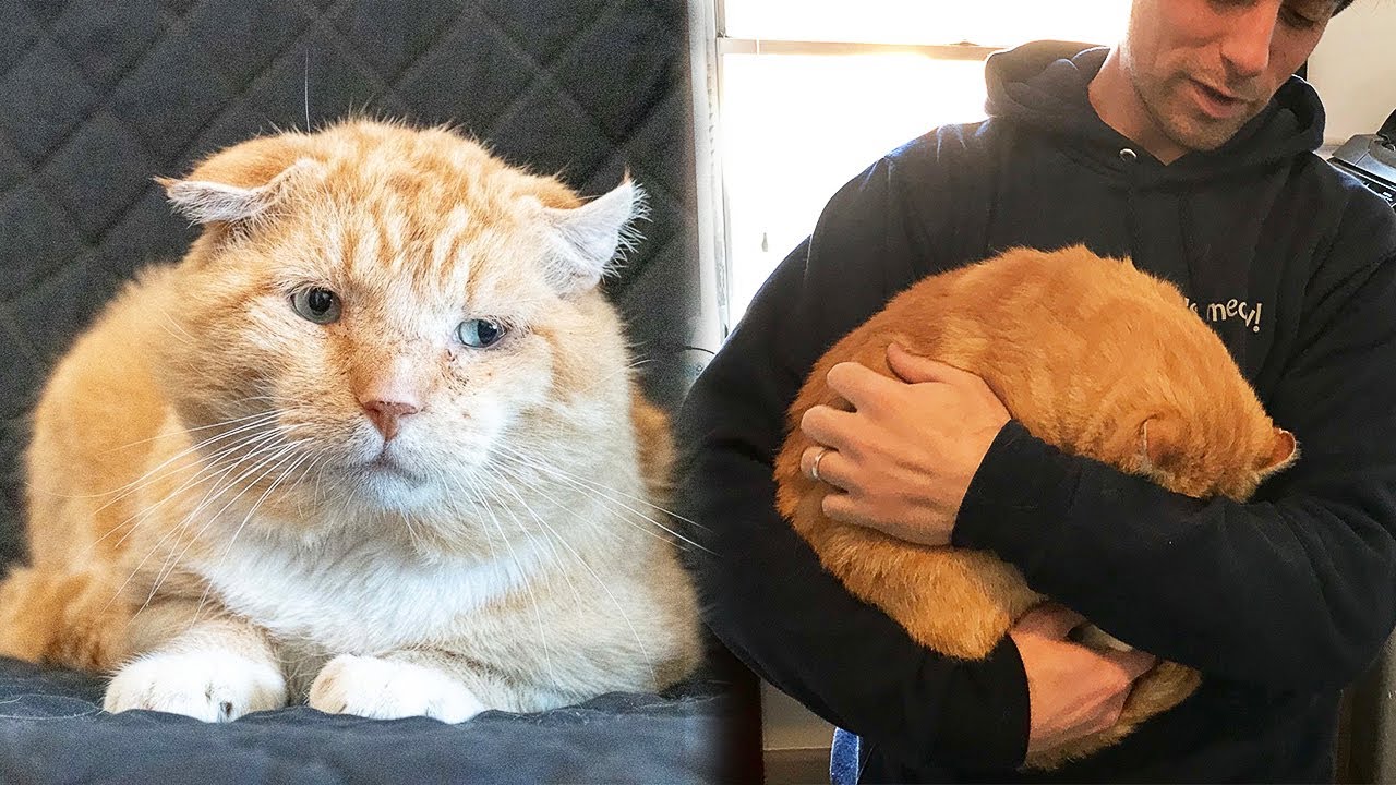 Stray Cat Found On The Street Won't Stop Hugging Its Rescuers