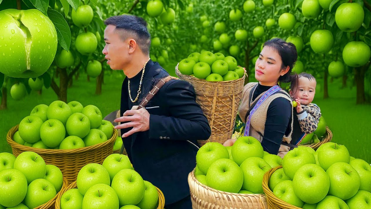How to Harvest Green Apples to Sell at the Market - First Time with Husband and Son | Trieu Thi Thuy