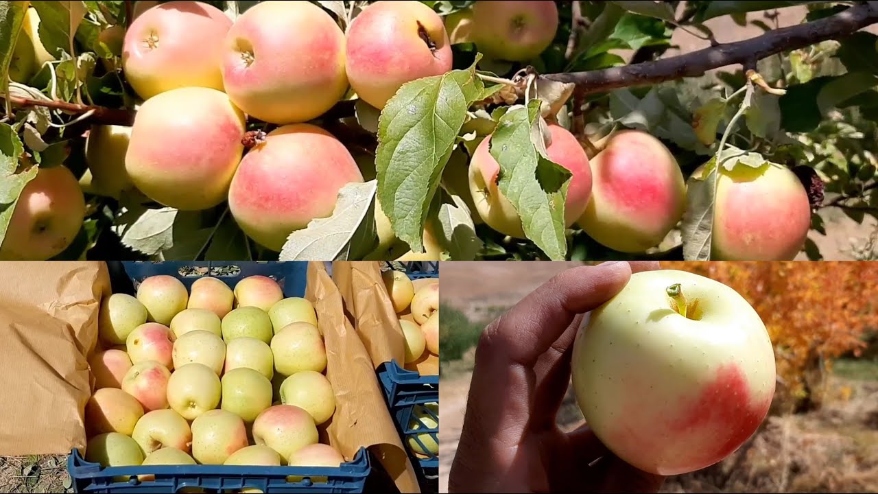Picking yellow apple, which export to other countries every year | so delicious yellow apple fruit