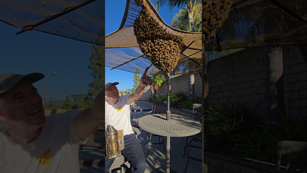 This HUGE swarm was thinking of moving into our clients roof! #bee #animal #nature