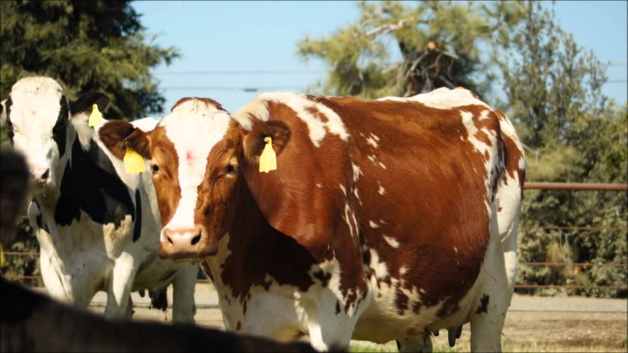 Pictures of Procross cows (Montbeliarde x Swedish Red X Holstein crosses)