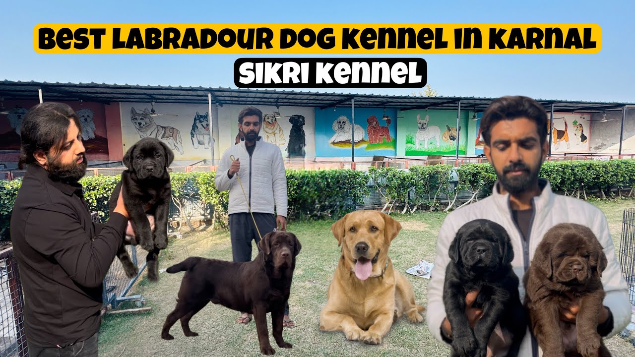 English Labradour Dog Kennel | Sikri Kennel Karnal