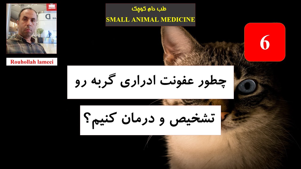 چطور عفونت ادراری گربه رو تشخیص و درمان کنیم؟ #حیوانات_خانگی