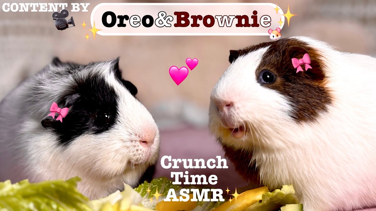 Guinea Pig Eating ASMR &mdash; Loud Crunches & Cute Munching Sounds