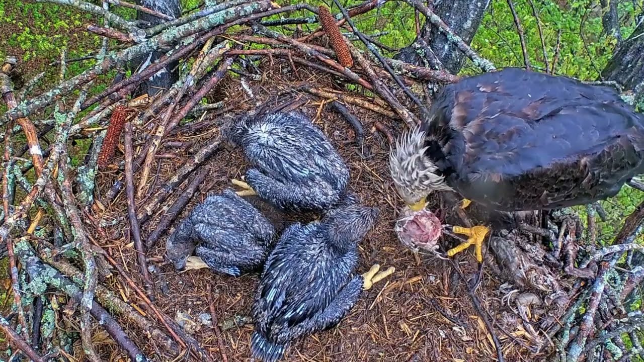 EP#382 #baldeagle Review birds in nest with nature #birdslovers #birdsounds #birdsnest #wildbirds