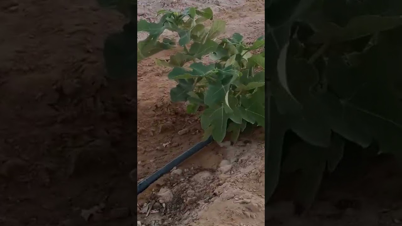 زراعه التين الاسباني الاحمر (الدهب الاخضر)