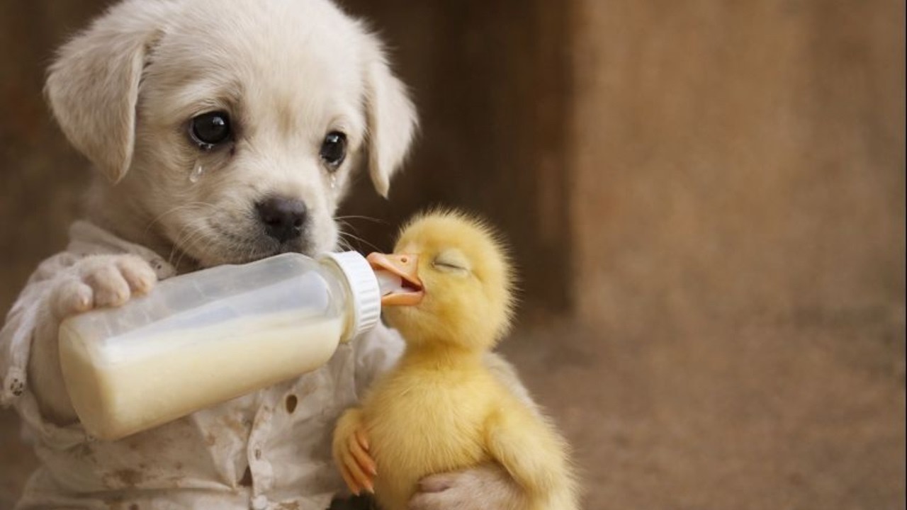 Poor Puppy Saved a Baby Duck — Her Final Act Broke Every Heart