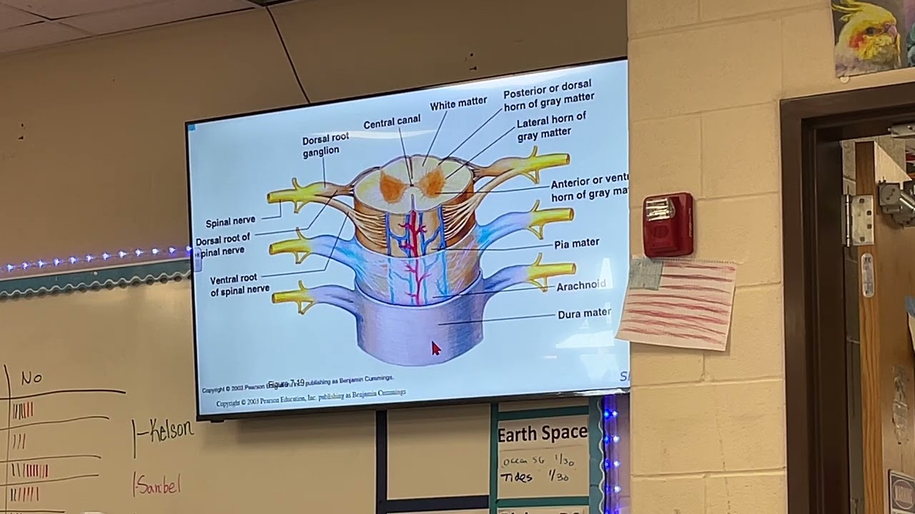college Physiology - spinal cord