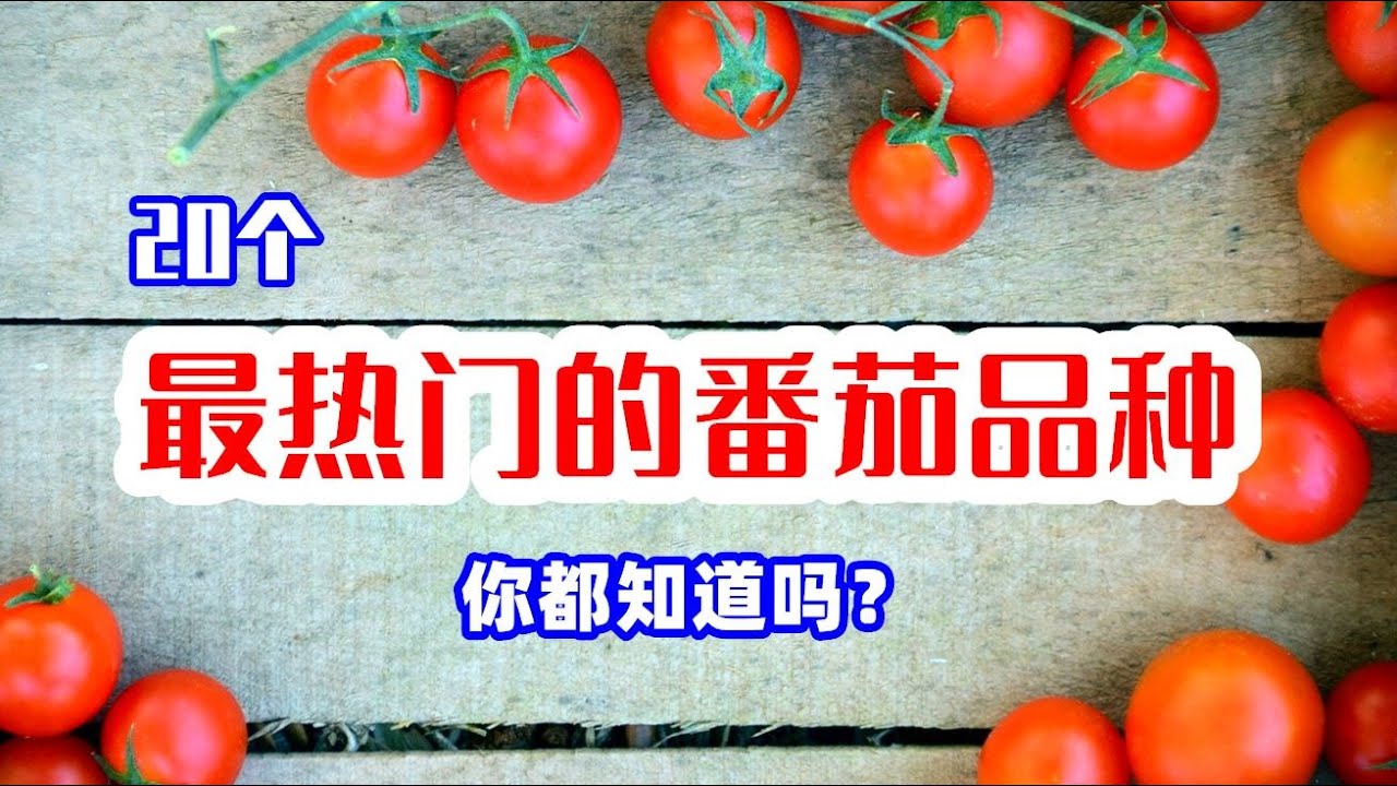 20种最热门的番茄品种，今年您准备种哪个？/ 20種最熱門的番茄品種
