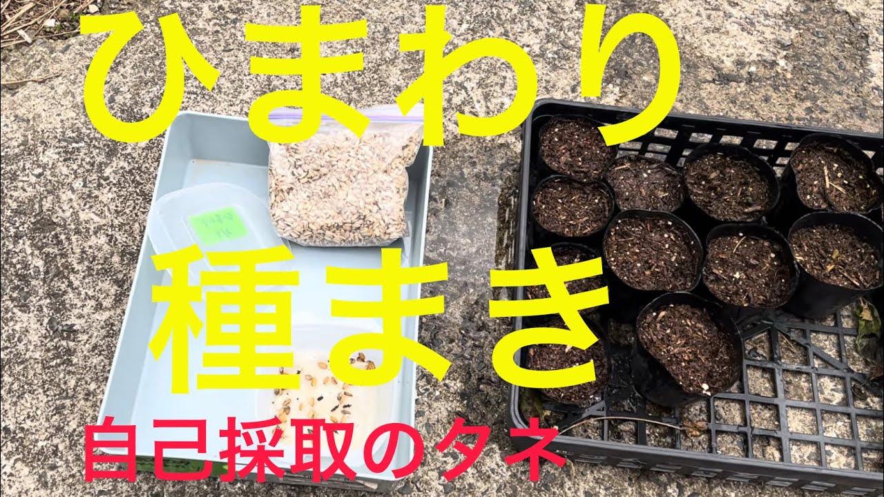 ひまわりのタネ蒔いた　３月１４日 ＃家庭菜園#ひまわり#種まき#栽培