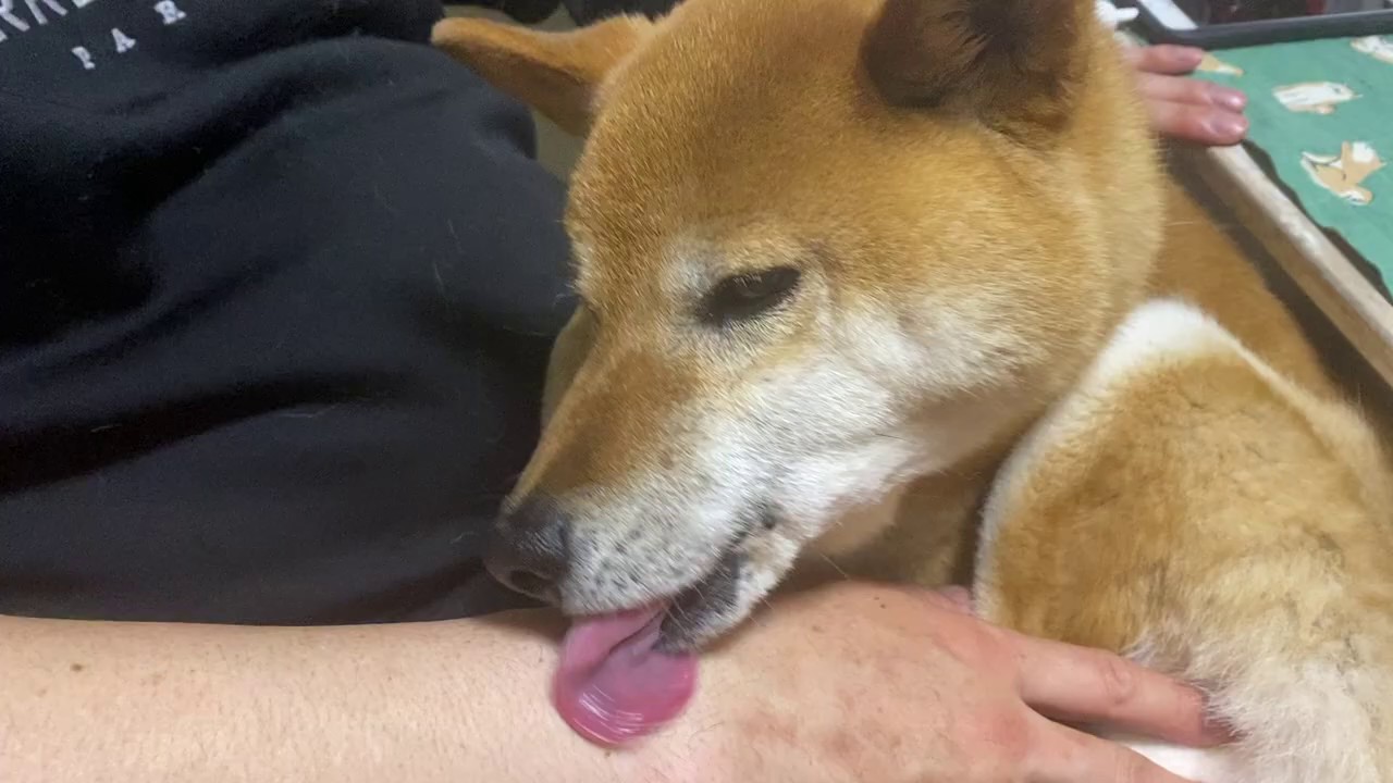 いちかさん、ひたすら舐める。【柴犬のベロは温かい】