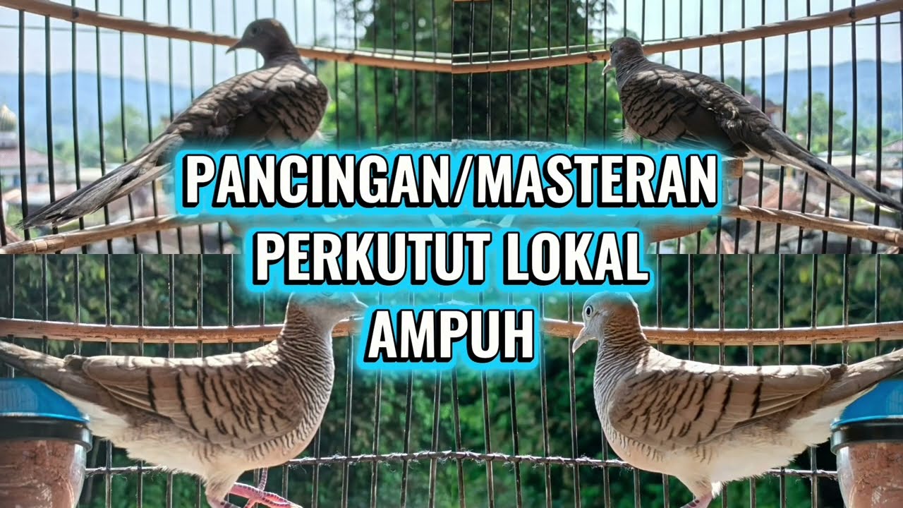 Pancingan Perkutut Lokal Gacor