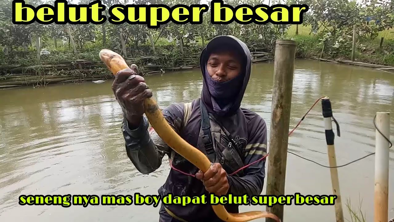 Belut besar dan panjang di kolam ikan. part1