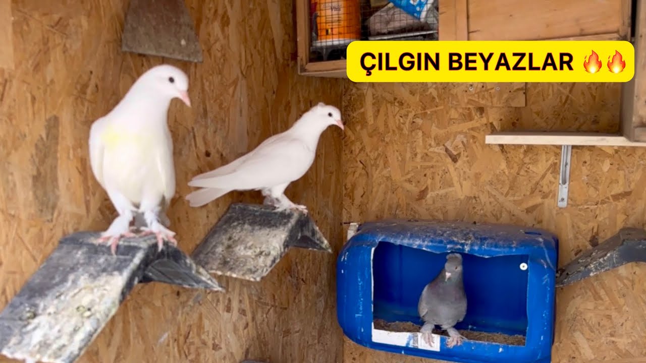 BEYAZ YAVRULAR YERİNDE DURMUYOR & ARAPLAR Y&Uuml;KSELDİ - Taklacı G&uuml;vercin Oyunkuşu