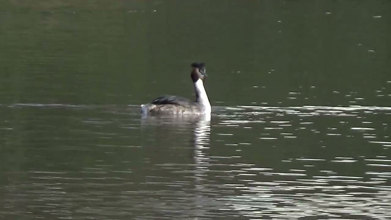 Return Of The Grebes #waterlovelybird #greatcrestedgrebe #grebe #podicepscristatus #waterbirds