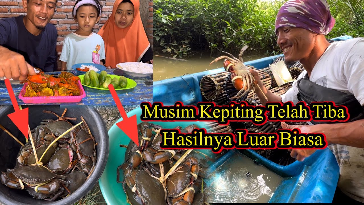 Luar Biasa Hasilnya!! Pasang Perangkap diawal Musim Kepiting Langsung Masak Kepiting Saus Padang