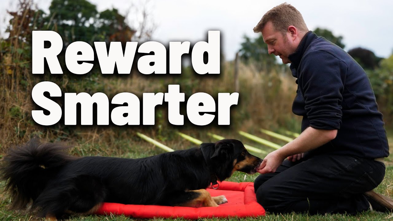Treat Toss or Hand Feed? What I Do and Why | Dog Training | RL Dog Training