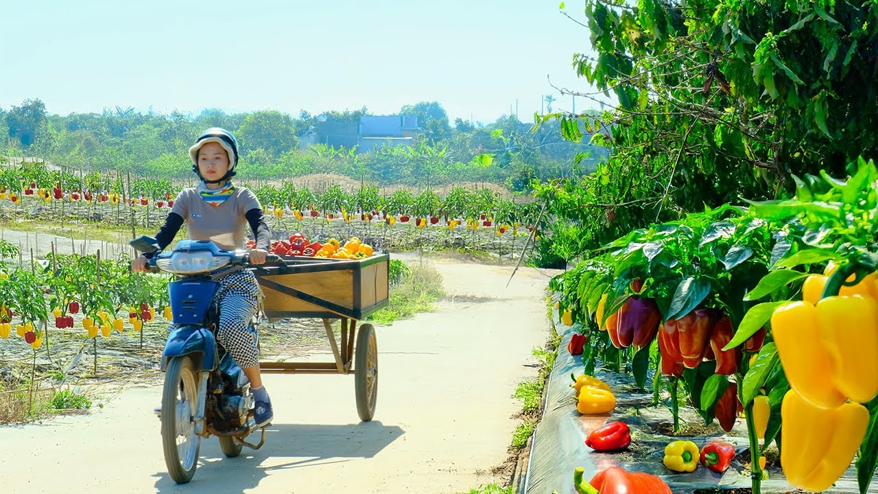 Harvest Bell Peppers To Sell At The Market, Prune And Support Gourd Plants, Raise Livestock, Farm.