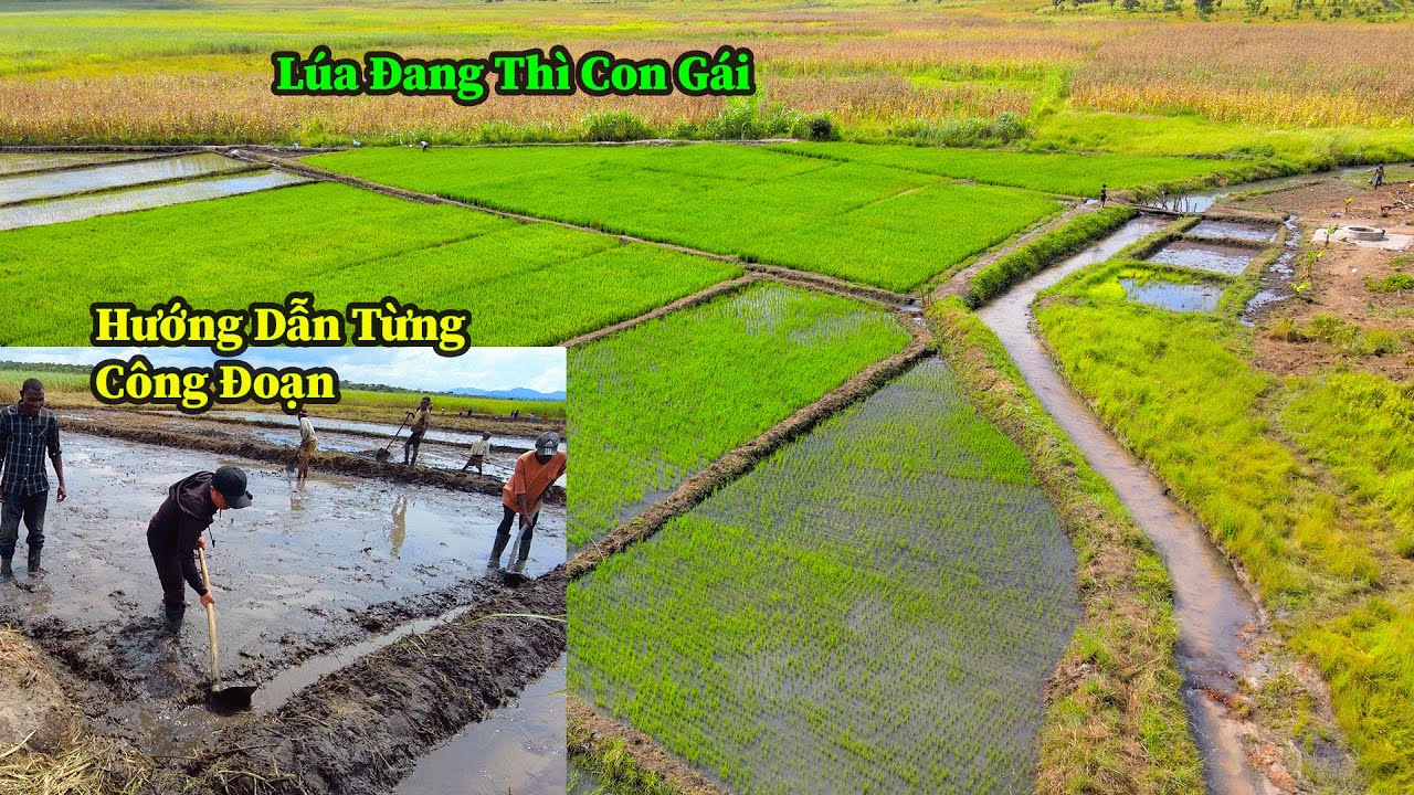 Quang Dũng || Hai Bác Trưởng Bản Và Chủ Đất Vô Cùng Phấn Khởi Khi Được Học Thêm Cách Trồng Mới