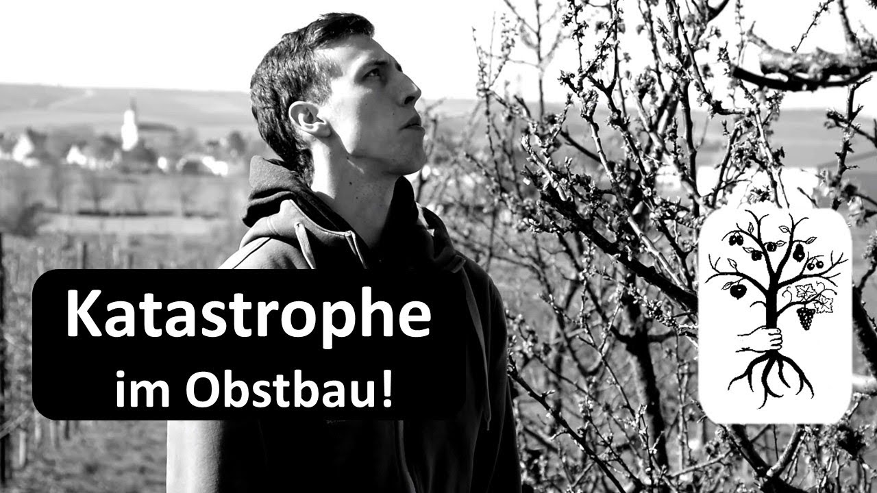 Katastrophe im Obstbau!