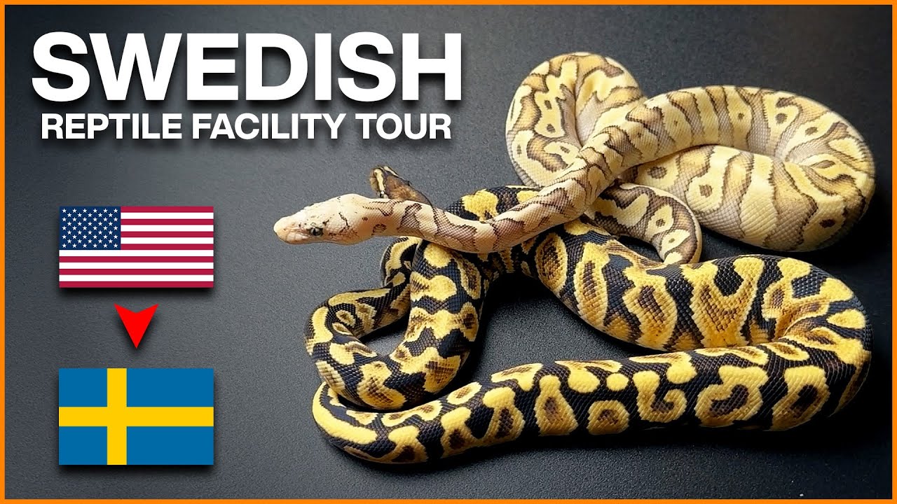 We Flew to Europe for Ball Pythons! High Coast Reptiles Facility Tour