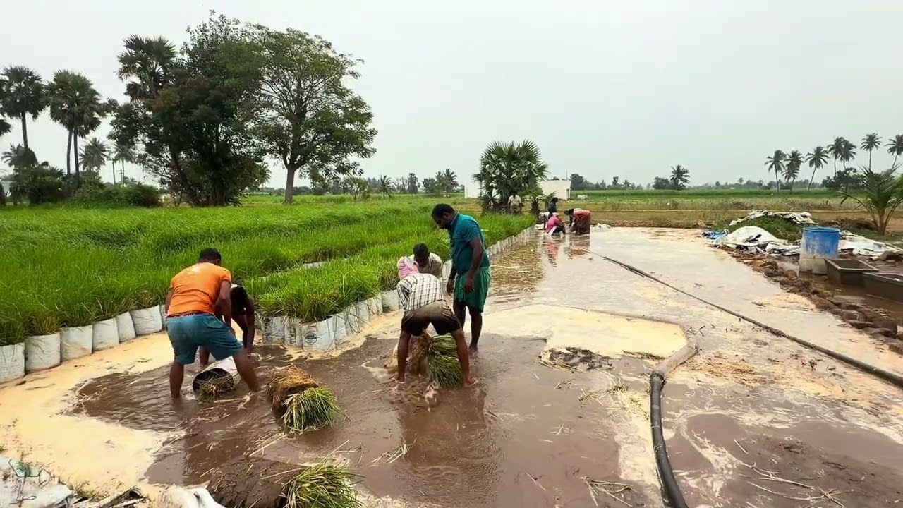 Vetiver Cultivation Full Guide | From Planting to Harvest#agrifuture #agribusiness #vetiver 