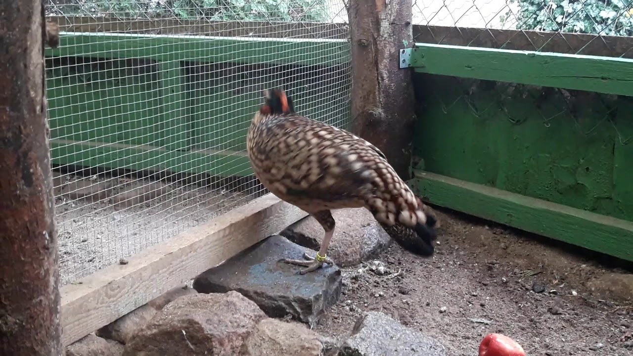 Tragopan caboti