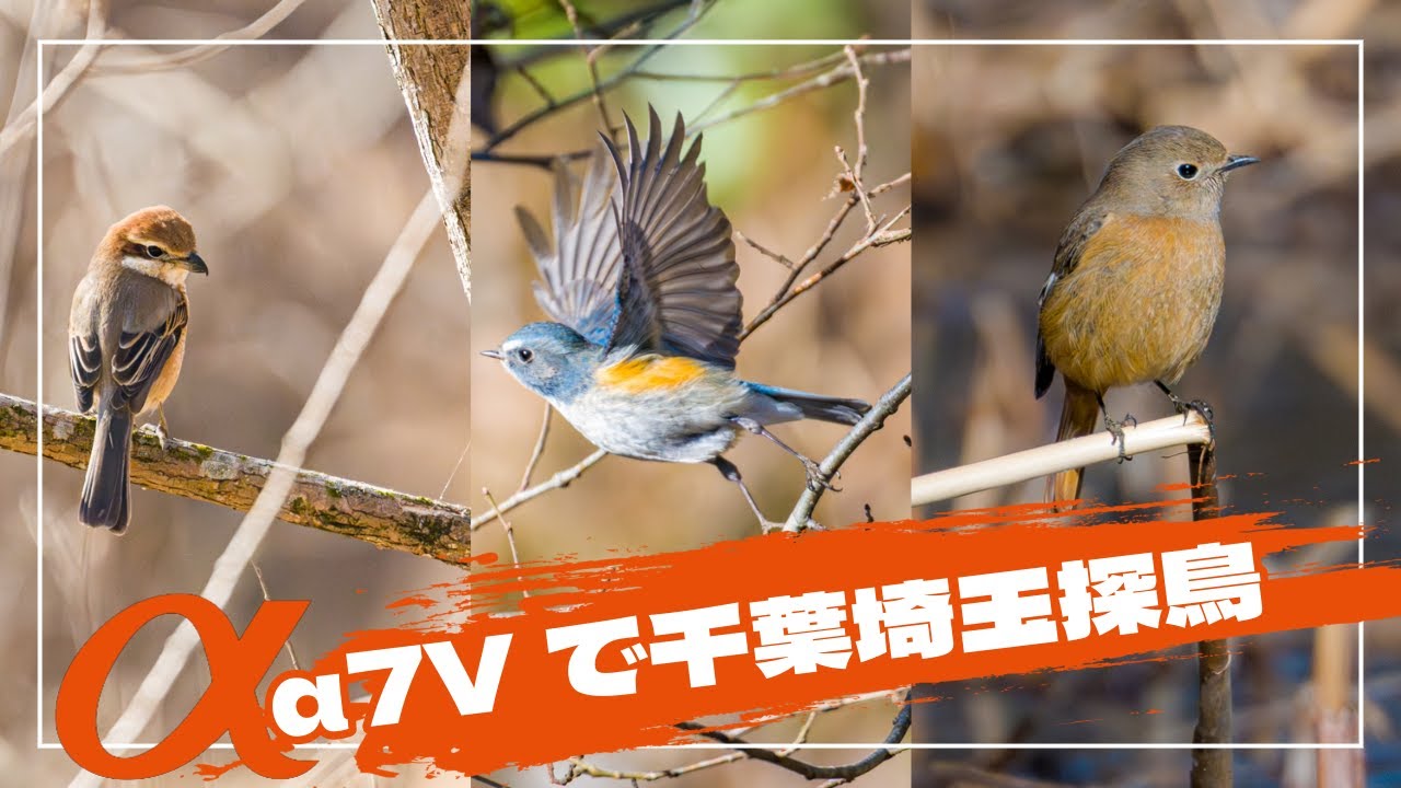 α7V探鳥めぐり 千葉と埼玉でルリ、ジョビ、キクイタダキ 4K