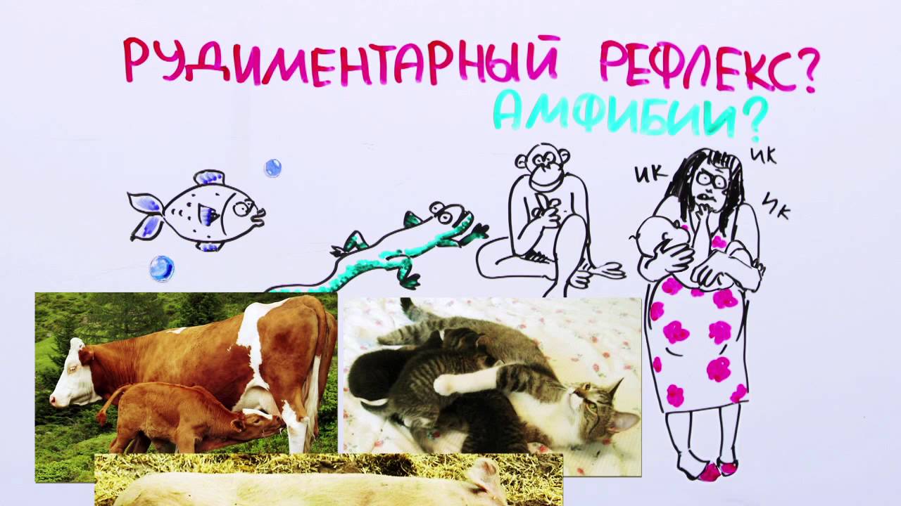 Зачем люди икают? - Научпок