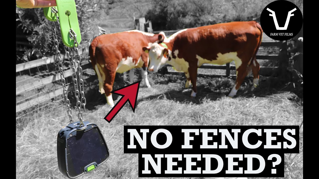 HOW TO KEEP COWS IN WITHOUT FENCES? | VLOG 55: Trialling NoFence collars